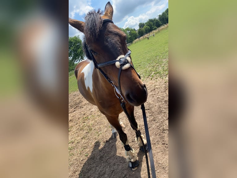 Deutsches Reitpony Stute 10 Jahre 150 cm Schecke in Demmin