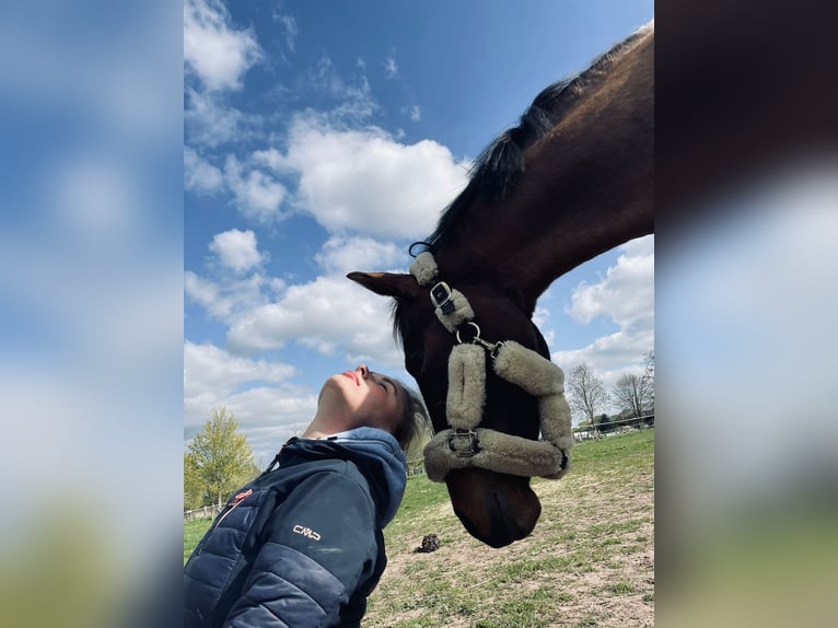 Deutsches Reitpony Stute 10 Jahre 150 cm Schecke in Demmin