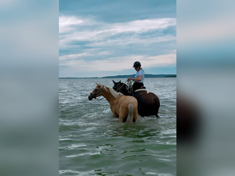 Deutsches Reitpony Stute 10 Jahre 150 cm Schecke in Demmin