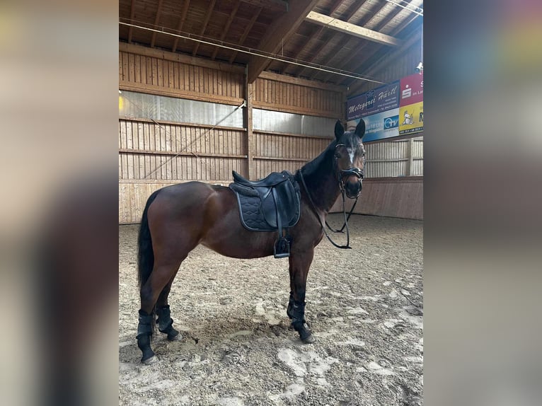 Deutsches Reitpony Stute 10 Jahre 152 cm Brauner in Leonberg