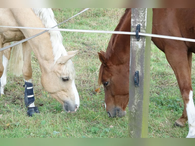 Deutsches Reitpony Stute 10 Jahre 152 cm Palomino in Ennigerloh