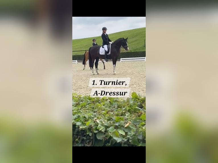 Deutsches Reitpony Stute 10 Jahre 152 cm Rappe in Schwarme