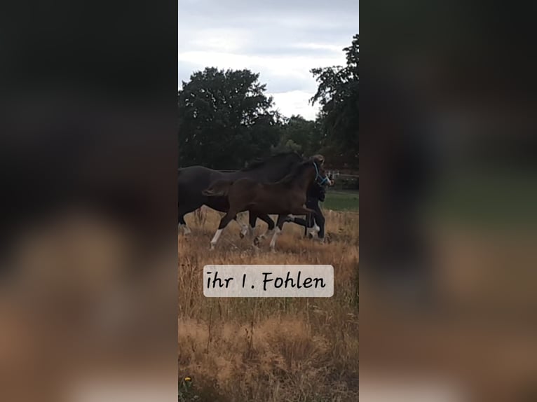 Deutsches Reitpony Stute 10 Jahre 152 cm Rappe in Schwarme