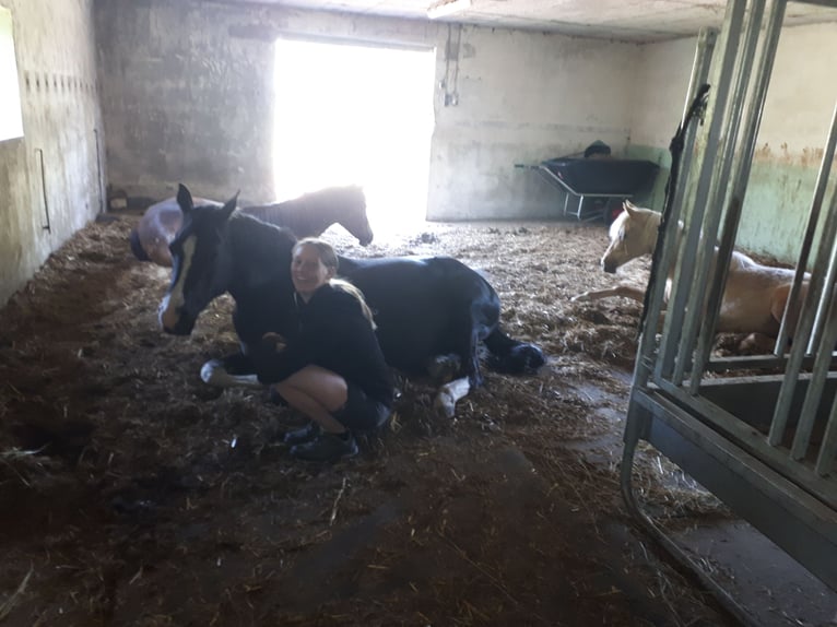 Deutsches Reitpony Stute 10 Jahre 152 cm Rappe in Schwarme