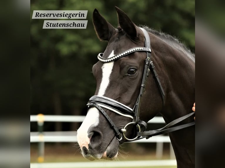 Deutsches Reitpony Stute 10 Jahre 152 cm Rappe in Schwarme