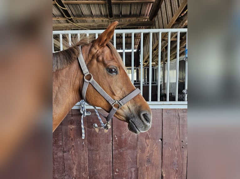Deutsches Reitpony Stute 10 Jahre 153 cm Dunkelfuchs in Essen