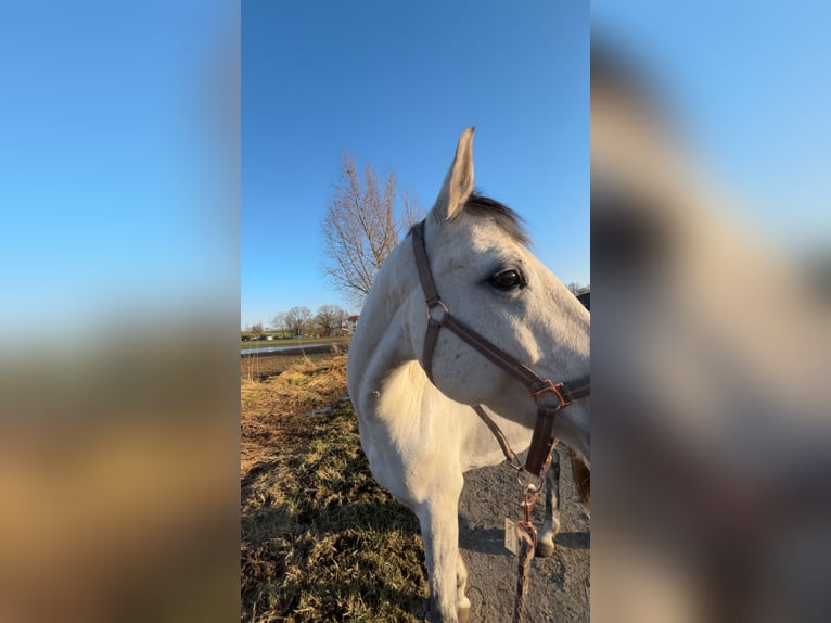 Deutsches Reitpony Stute 10 Jahre 157 cm Schimmel in Trendelburg