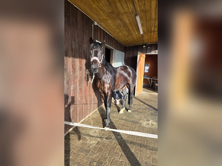 Deutsches Reitpony Stute 10 Jahre 160 cm Rappe in Beckum