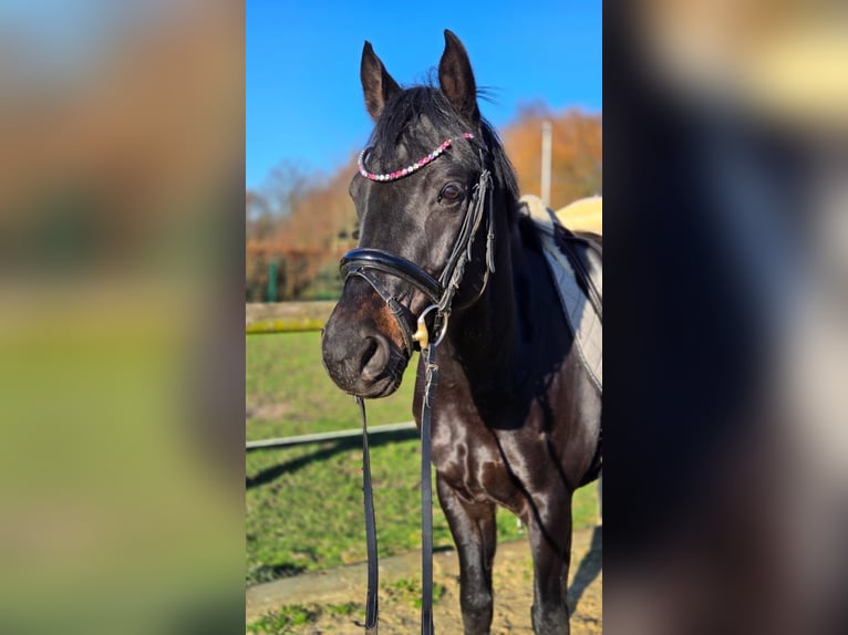 Deutsches Reitpony Stute 10 Jahre 160 cm Rappe in Beckum