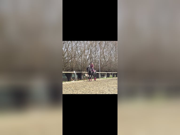 Deutsches Reitpony Stute 10 Jahre 160 cm Rappe in Ahlen