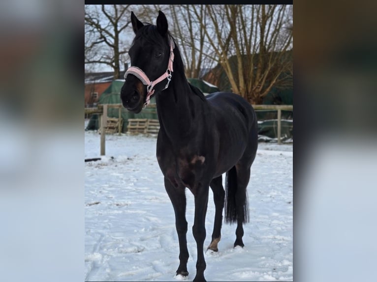 Deutsches Reitpony Stute 10 Jahre 160 cm Rappe in Ahlen