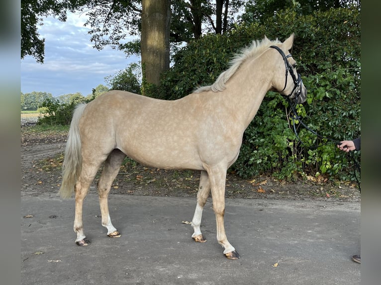 Deutsches Reitpony Stute 10 Jahre Palomino in Großenkneten