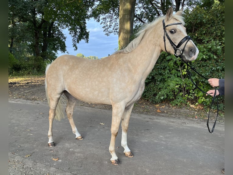 Deutsches Reitpony Stute 10 Jahre Palomino in Großenkneten