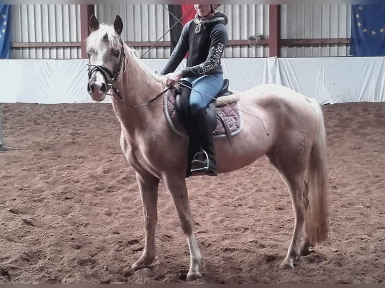 Deutsches Reitpony Stute 10 Jahre Palomino in Großenkneten