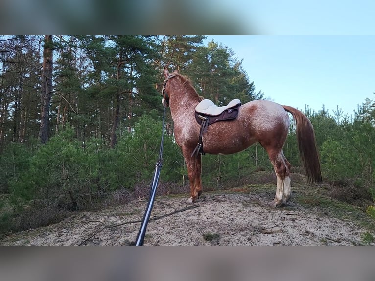 Deutsches Reitpony Mix Stute 10 Jahre Roan-Red in Dickel