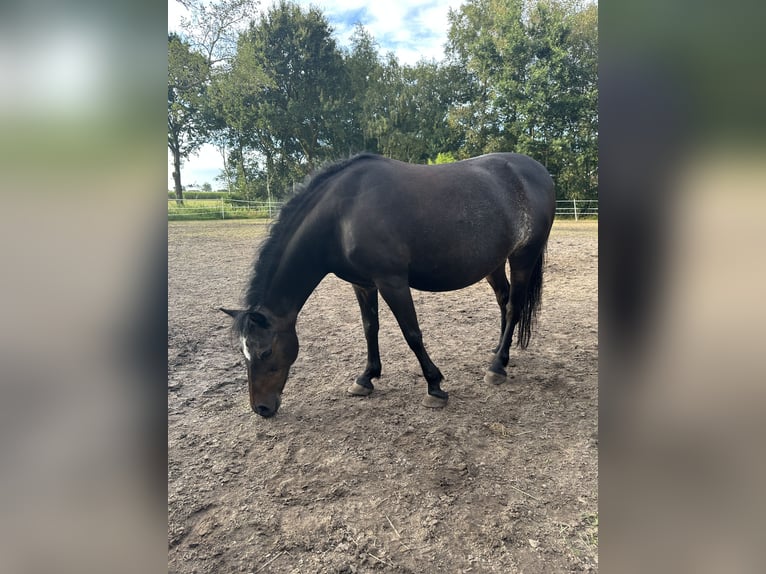 Deutsches Reitpony Mix Stute 11 Jahre 112 cm Dunkelbrauner in Friedeburg Reepsholt, ReepsholtFriedeburg