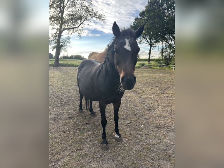 Deutsches Reitpony Mix Stute 11 Jahre 112 cm Dunkelbrauner in Friedeburg Reepsholt, ReepsholtFriedeburg