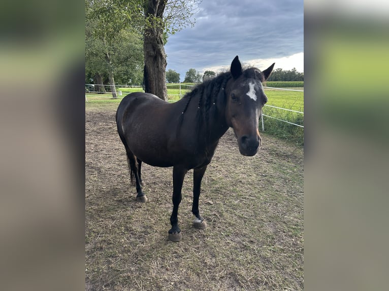 Deutsches Reitpony Mix Stute 11 Jahre 112 cm Dunkelbrauner in Friedeburg Reepsholt, ReepsholtFriedeburg
