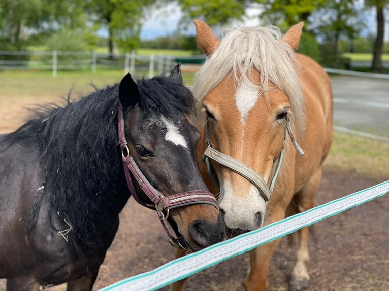 Deutsches Reitpony Mix Stute 11 Jahre 112 cm Dunkelbrauner in Friedeburg Reepsholt, ReepsholtFriedeburg