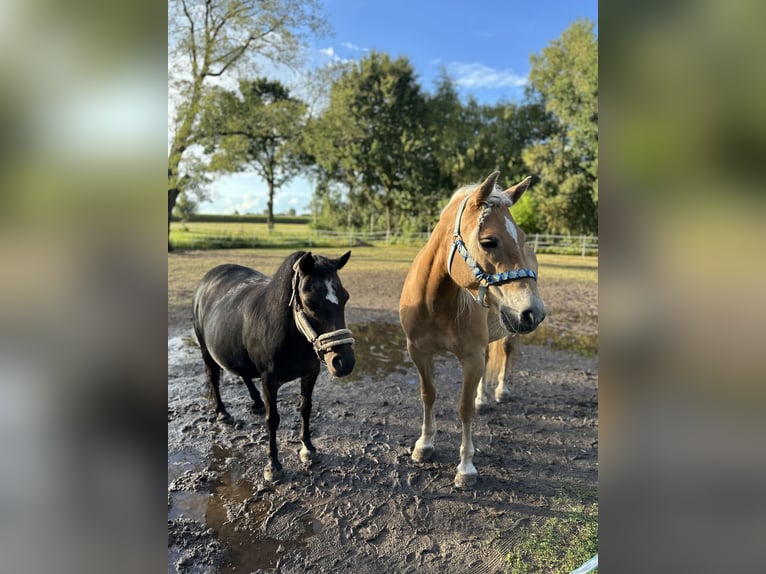 Deutsches Reitpony Mix Stute 11 Jahre 112 cm Dunkelbrauner in Friedeburg Reepsholt, ReepsholtFriedeburg