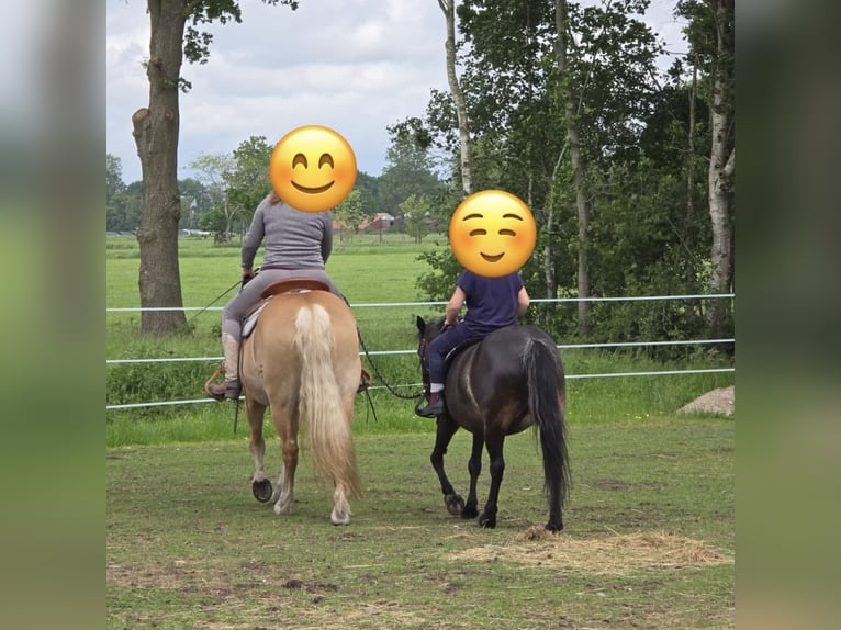 Deutsches Reitpony Mix Stute 11 Jahre 112 cm Dunkelbrauner in Friedeburg Reepsholt, ReepsholtFriedeburg