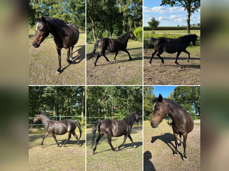 Deutsches Reitpony Mix Stute 11 Jahre 112 cm Dunkelbrauner in Friedeburg