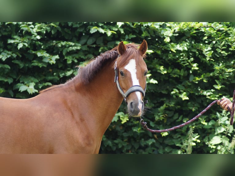 Deutsches Reitpony Stute 11 Jahre 133 cm Fuchs in Neuenkirchen-Vörden