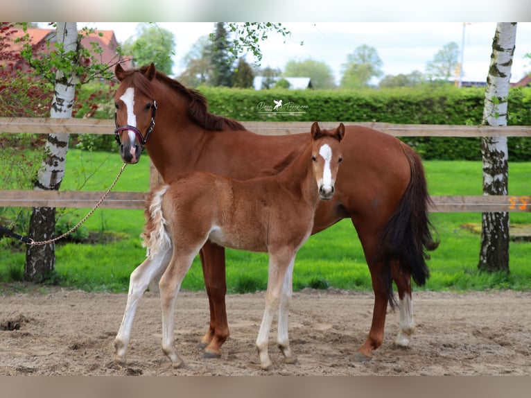 Deutsches Reitpony Stute 11 Jahre 133 cm Fuchs in Neuenkirchen-Vörden