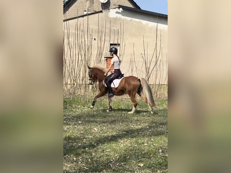 Deutsches Reitpony Stute 11 Jahre 135 cm Fuchs in Zechin Friedrichsaue