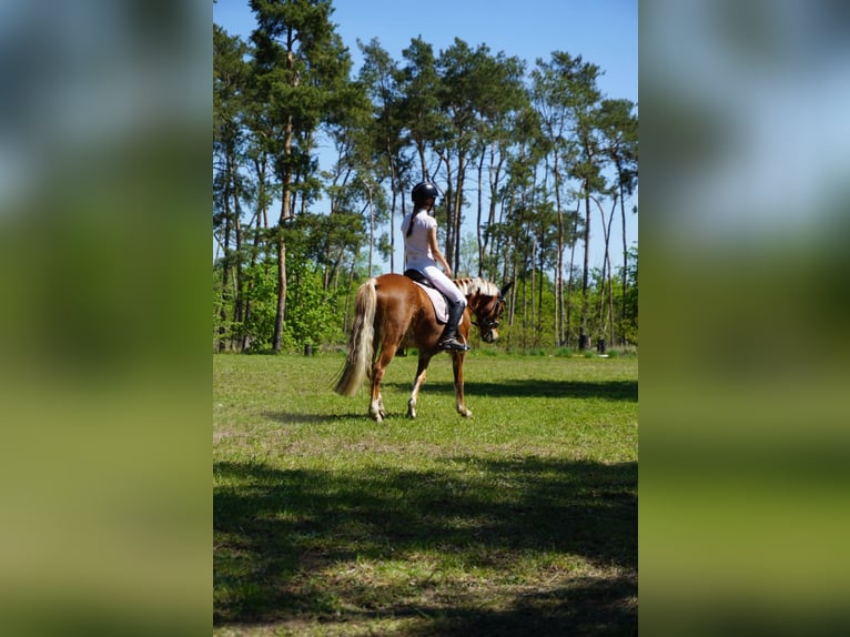 Deutsches Reitpony Stute 11 Jahre 135 cm Fuchs in Zechin Friedrichsaue