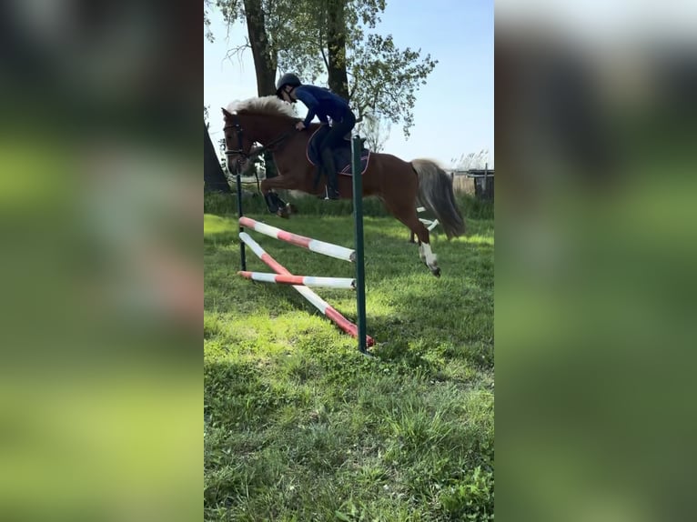 Deutsches Reitpony Stute 11 Jahre 135 cm Fuchs in Zechin Friedrichsaue