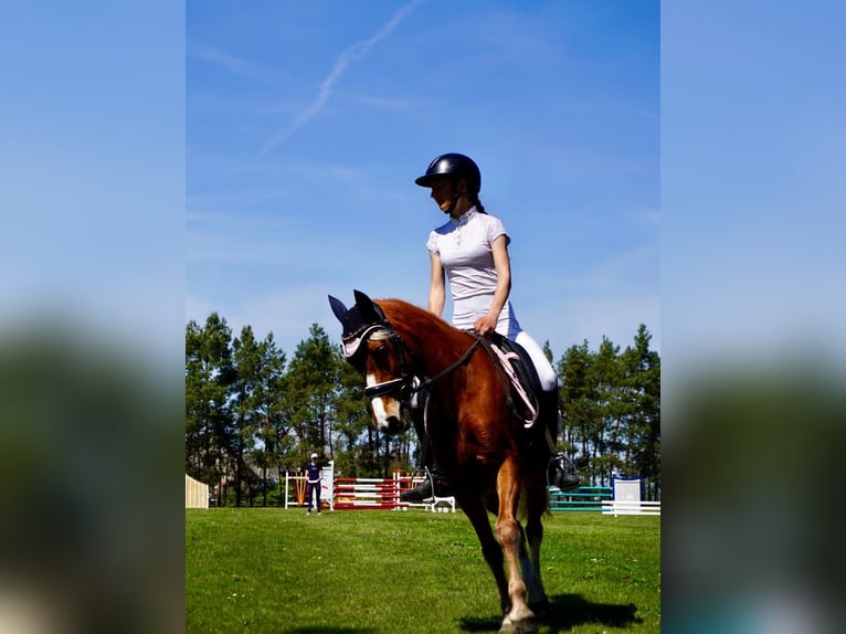 Deutsches Reitpony Stute 11 Jahre 135 cm Fuchs in Zechin Friedrichsaue