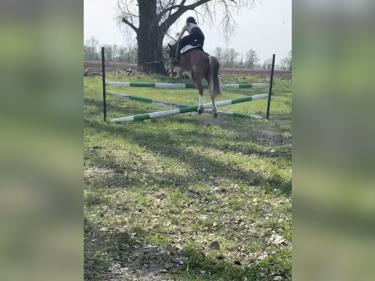 Deutsches Reitpony Stute 11 Jahre 135 cm Fuchs in Zechin Friedrichsaue