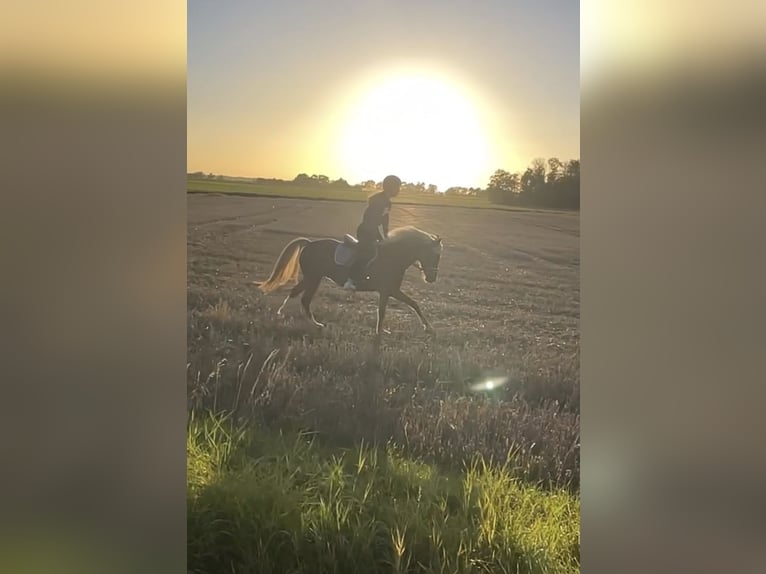 Deutsches Reitpony Stute 11 Jahre 135 cm Fuchs in Zechin Friedrichsaue
