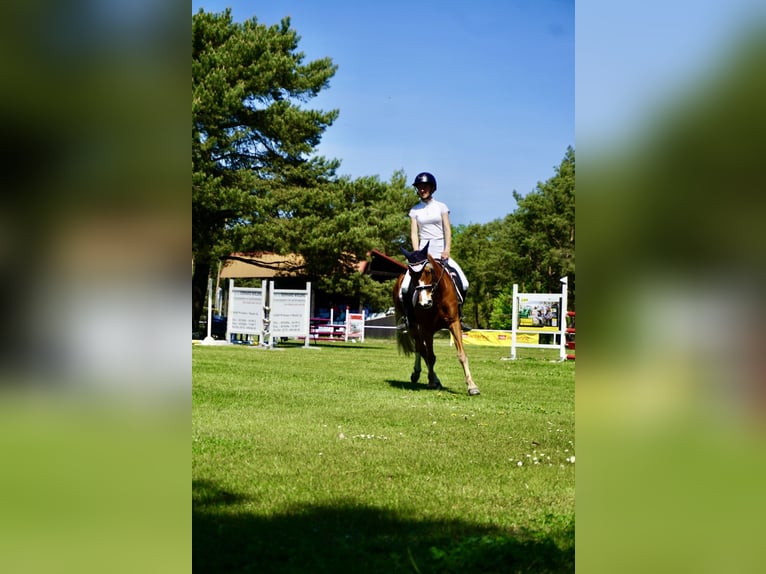 Deutsches Reitpony Stute 11 Jahre 135 cm Fuchs in Zechin Friedrichsaue