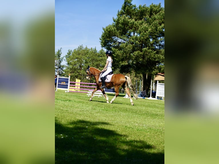 Deutsches Reitpony Stute 11 Jahre 135 cm Fuchs in Zechin Friedrichsaue