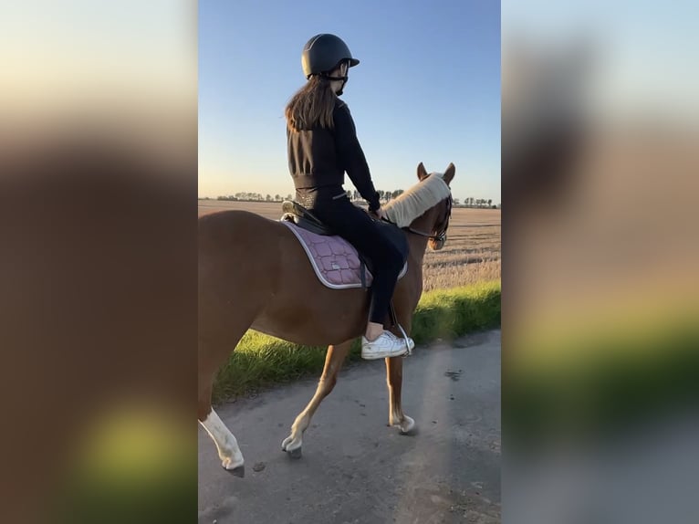 Deutsches Reitpony Stute 11 Jahre 135 cm Fuchs in Zechin Friedrichsaue