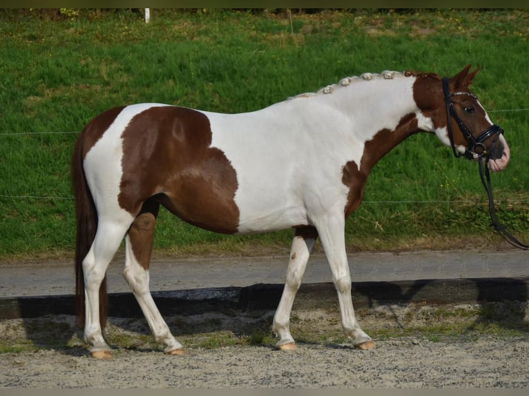 Deutsches Reitpony Stute 11 Jahre 136 cm Schecke in Fürstenau