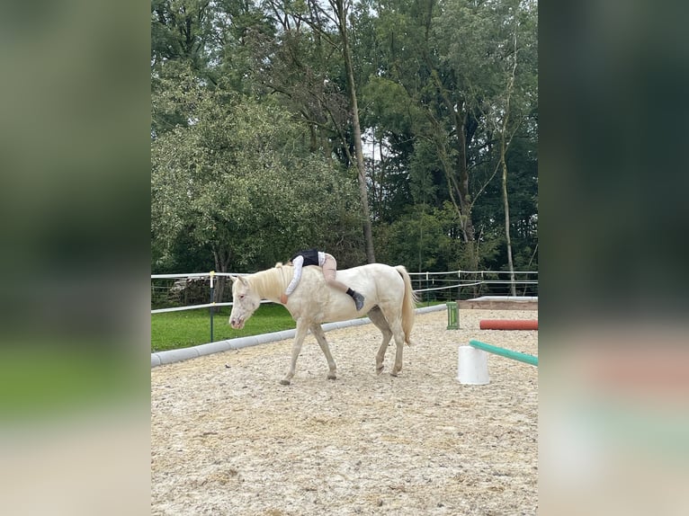 Deutsches Reitpony Stute 11 Jahre 136 cm Schimmel in Reichersberg