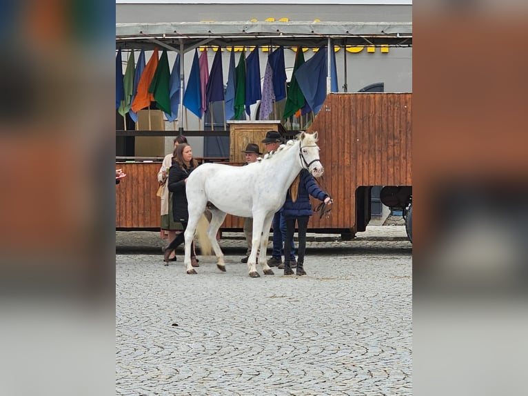 Deutsches Reitpony Stute 11 Jahre 136 cm Schimmel in Reichersberg