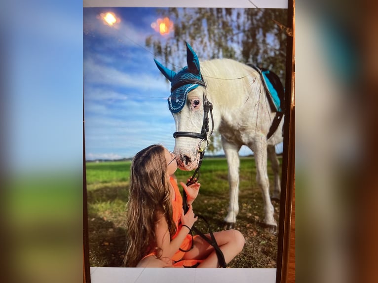 Deutsches Reitpony Stute 11 Jahre 136 cm Schimmel in Reichersberg