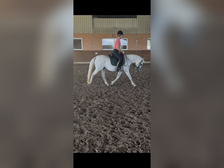 Deutsches Reitpony Stute 11 Jahre 137 cm Apfelschimmel in Kettenkamp