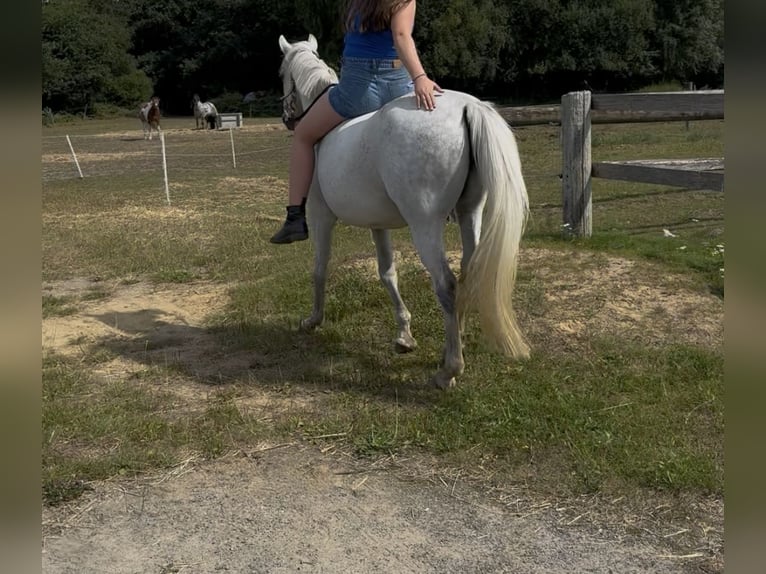 Deutsches Reitpony Stute 11 Jahre 137 cm Apfelschimmel in Kettenkamp