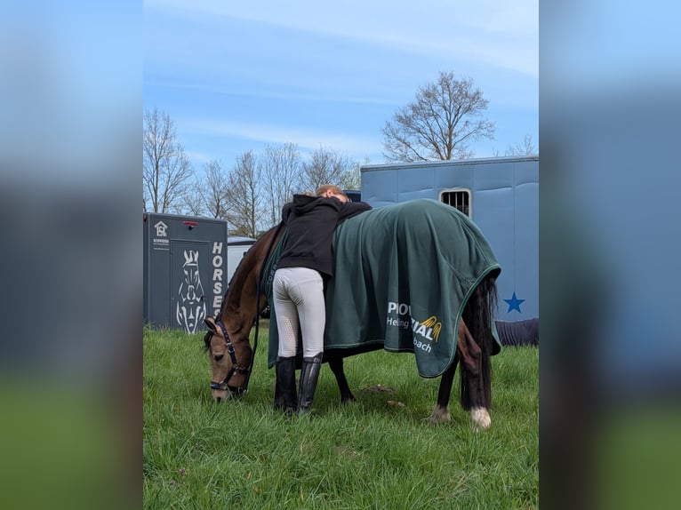 Deutsches Reitpony Stute 11 Jahre 140 cm Falbe in Gescher