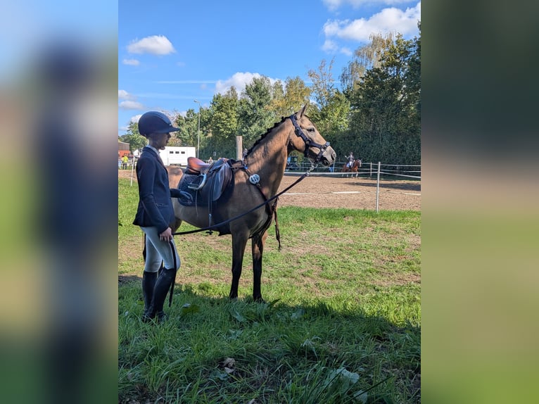 Deutsches Reitpony Stute 11 Jahre 140 cm Falbe in Gescher