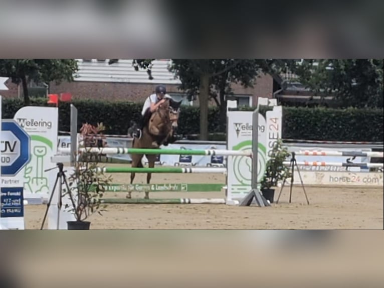 Deutsches Reitpony Stute 11 Jahre 140 cm Falbe in Gescher