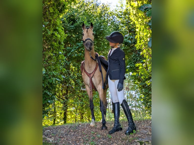 Deutsches Reitpony Stute 11 Jahre 140 cm Falbe in Gescher