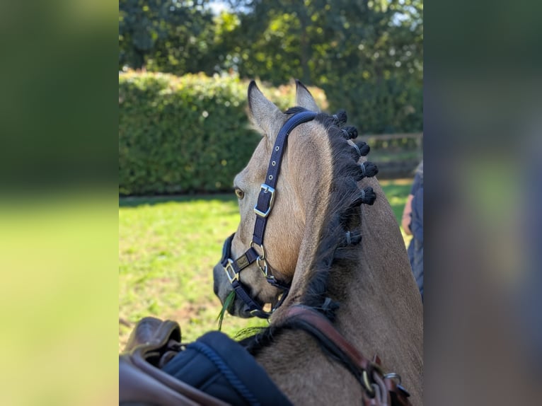 Deutsches Reitpony Stute 11 Jahre 140 cm Falbe in Gescher