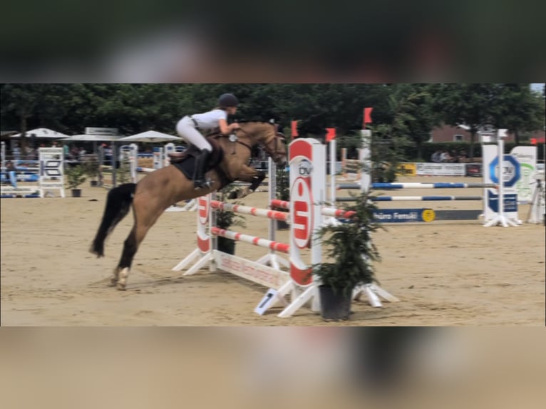 Deutsches Reitpony Stute 11 Jahre 140 cm Falbe in Gescher