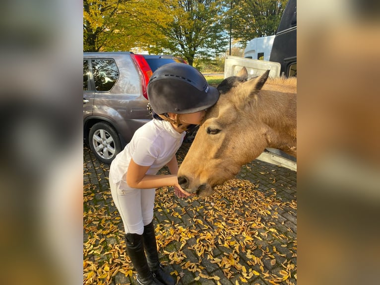 Deutsches Reitpony Stute 11 Jahre 140 cm Falbe in Gescher